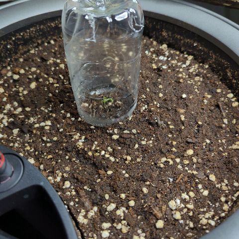 Pflännzi growlog timeline photo