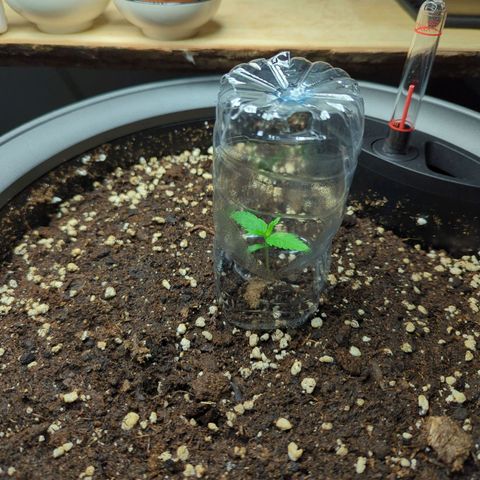 Pflännzi growlog timeline photo