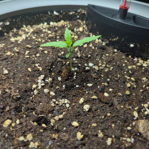 Pflännzi growlog timeline photo