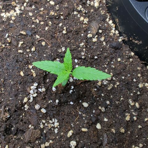 Pflännzi growlog timeline photo