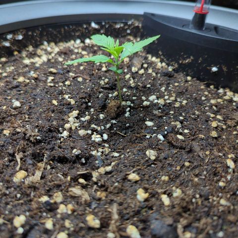 Pflännzi growlog timeline photo