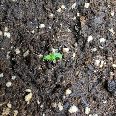 Pflännzi growlog timeline photo