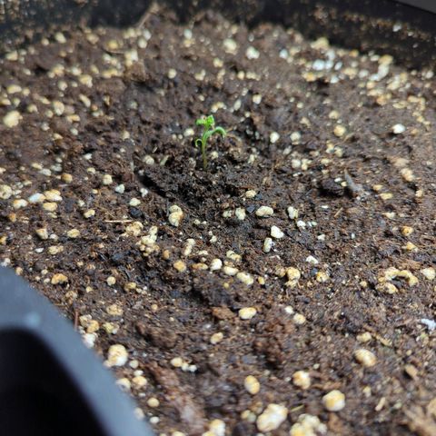 Pflännzi growlog timeline photo