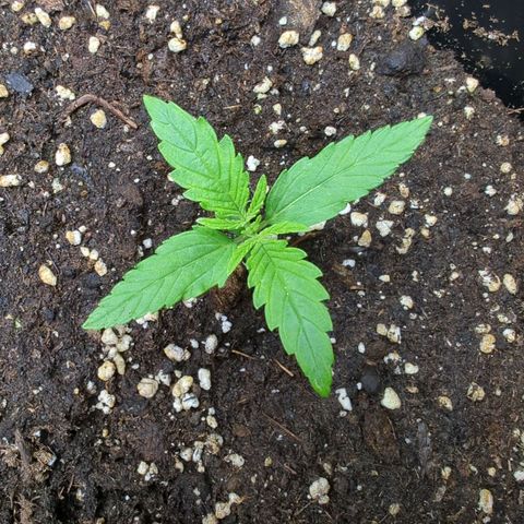 Pflännzi growlog timeline photo