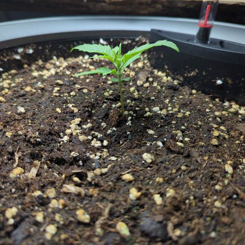 Pflännzi growlog timeline photo