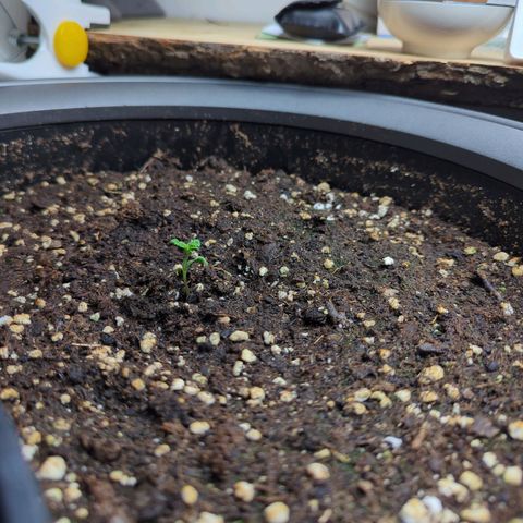 Pflännzi growlog timeline photo