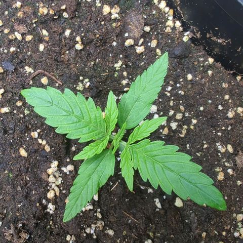 Pflännzi growlog timeline photo
