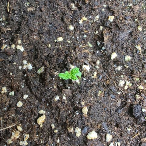 Pflännzi growlog timeline photo