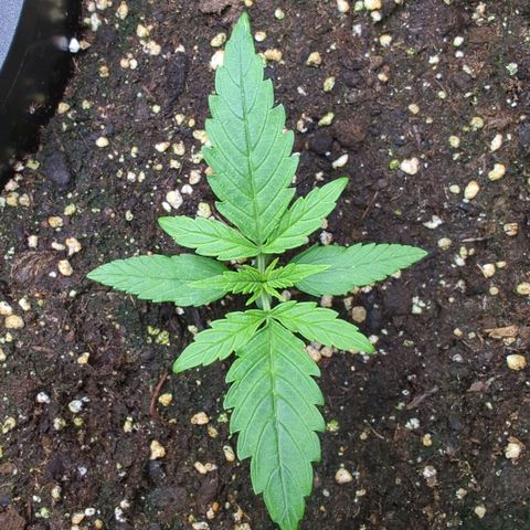 Pflännzi growlog timeline photo