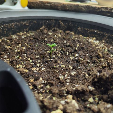 Pflännzi growlog timeline photo