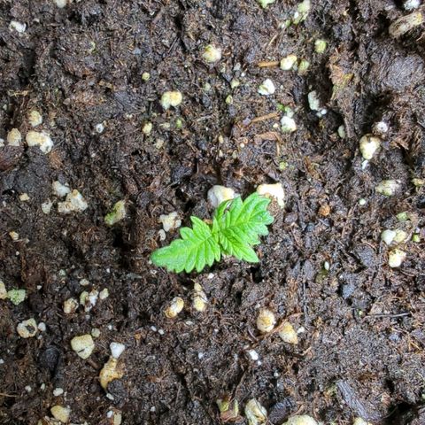 Pflännzi growlog timeline photo