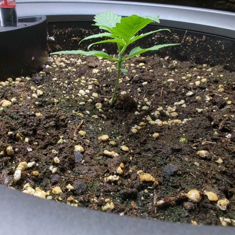 Pflännzi growlog timeline photo