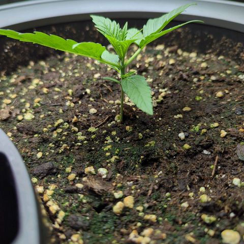 Pflännzi growlog timeline photo