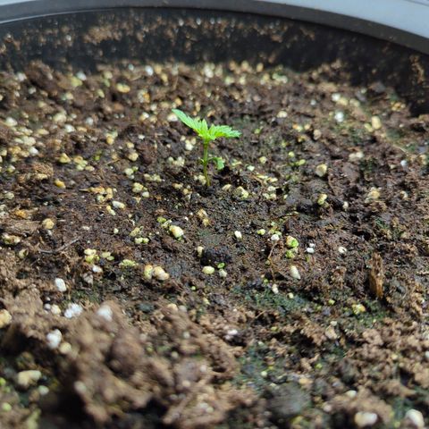 Pflännzi growlog timeline photo