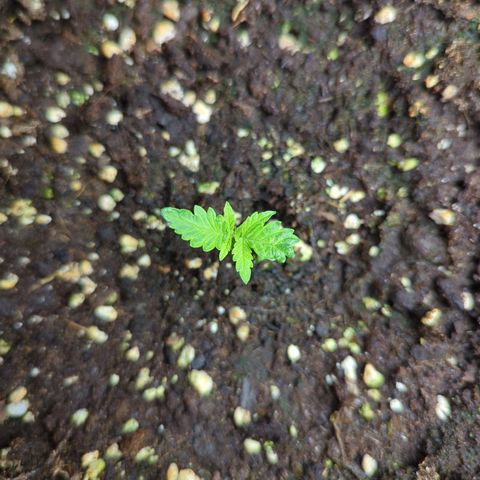 Pflännzi growlog timeline photo