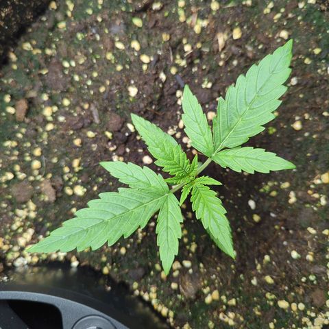 Pflännzi growlog timeline photo
