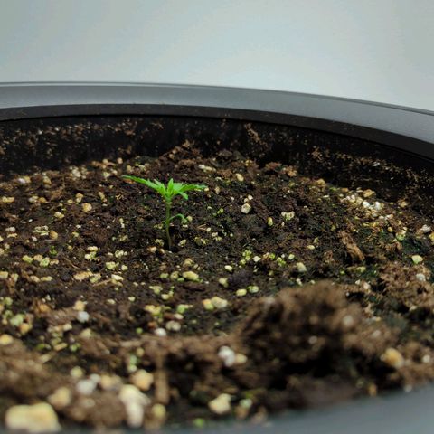 Pflännzi growlog timeline photo