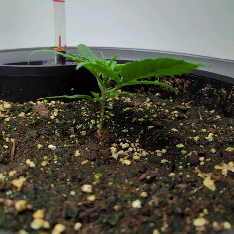Pflännzi growlog timeline photo