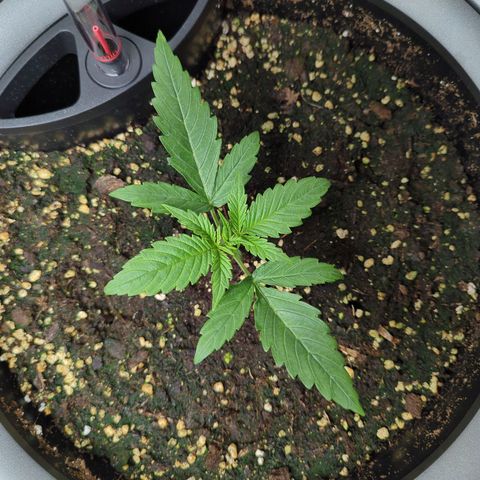 Pflännzi growlog timeline photo