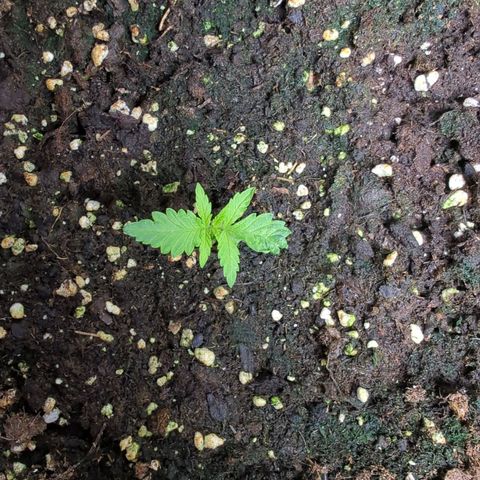 Pflännzi growlog timeline photo