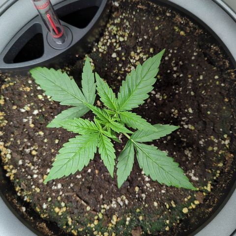 Pflännzi growlog timeline photo