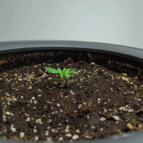 Pflännzi growlog timeline photo