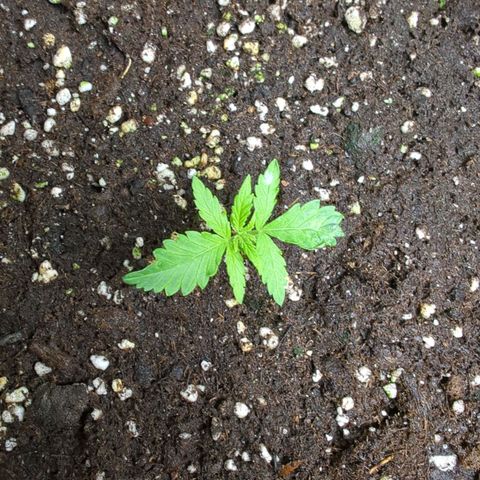 Pflännzi growlog timeline photo