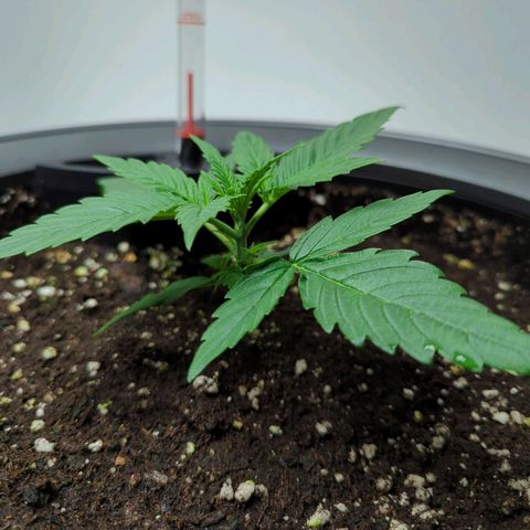 Pflännzi growlog timeline photo