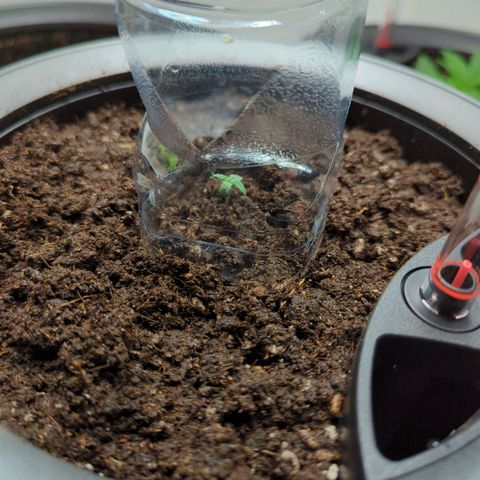 Monkey growlog timeline photo