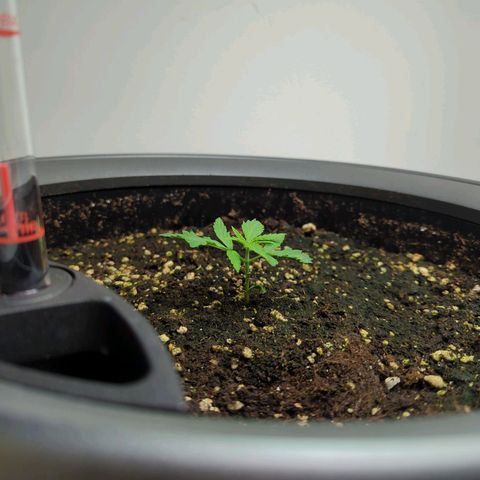 Pflännzi growlog timeline photo