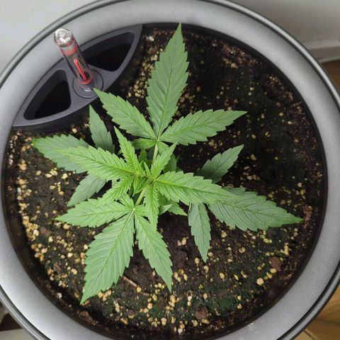 Pflännzi growlog timeline photo