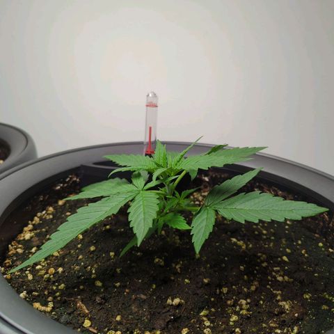 Pflännzi growlog timeline photo