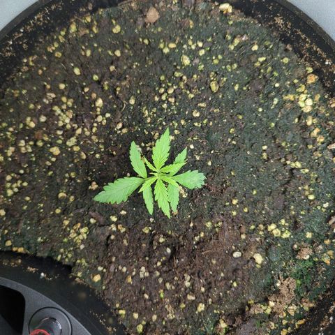 Pflännzi growlog timeline photo