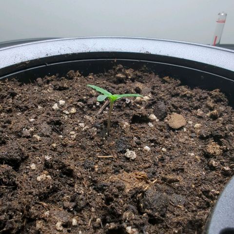 Monkey growlog timeline photo