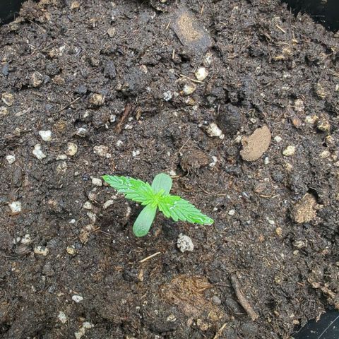 Monkey growlog timeline photo