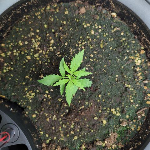 Pflännzi growlog timeline photo