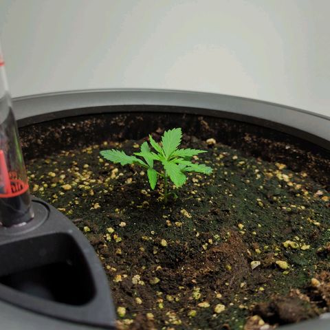 Pflännzi growlog timeline photo