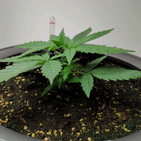 Pflännzi growlog timeline photo