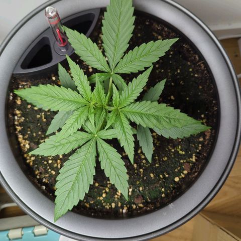 Pflännzi growlog timeline photo