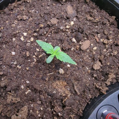 Monkey growlog timeline photo