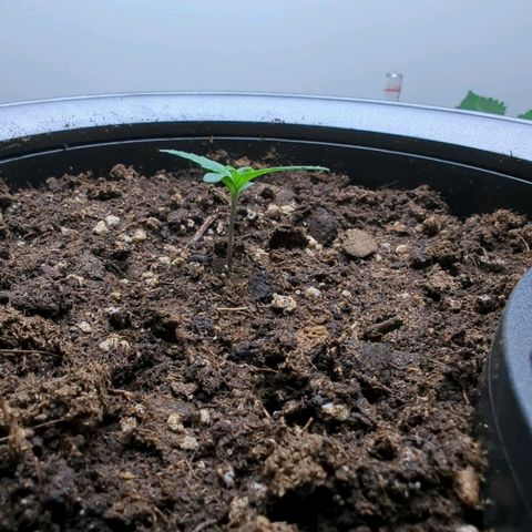 Monkey growlog timeline photo
