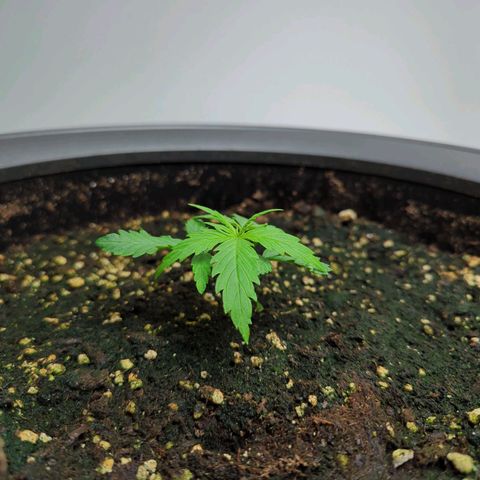 Pflännzi growlog timeline photo