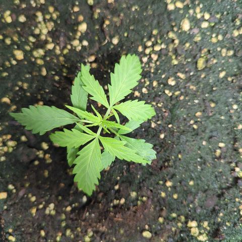 Pflännzi growlog timeline photo