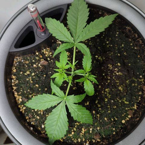 Pflännzi growlog timeline photo