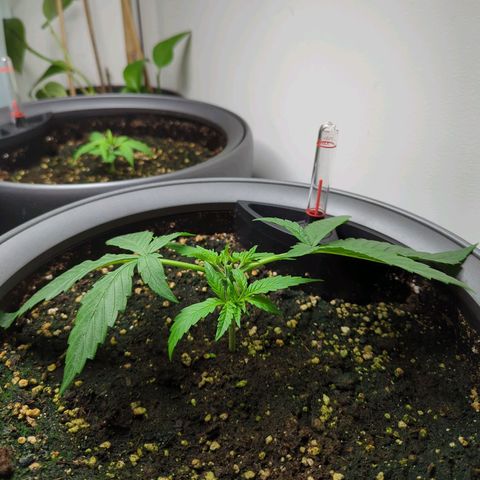 Pflännzi growlog timeline photo