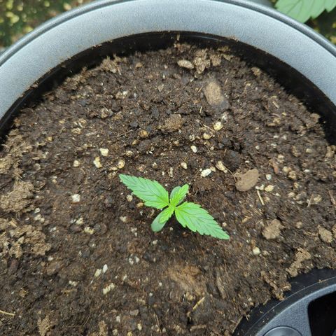 Monkey growlog timeline photo