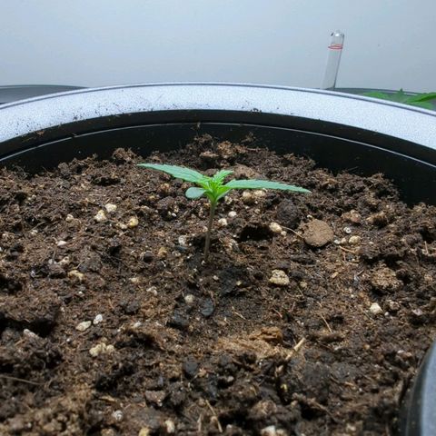 Monkey growlog timeline photo