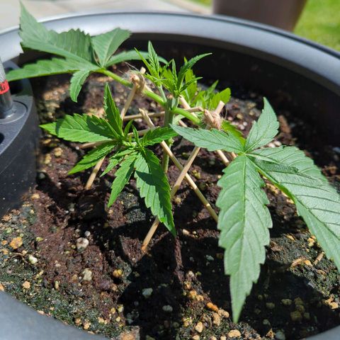 Pflännzi growlog timeline photo