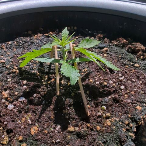 Pflännzi growlog timeline photo