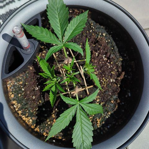 Pflännzi growlog timeline photo